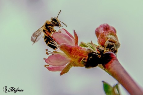 Včela na květu 3