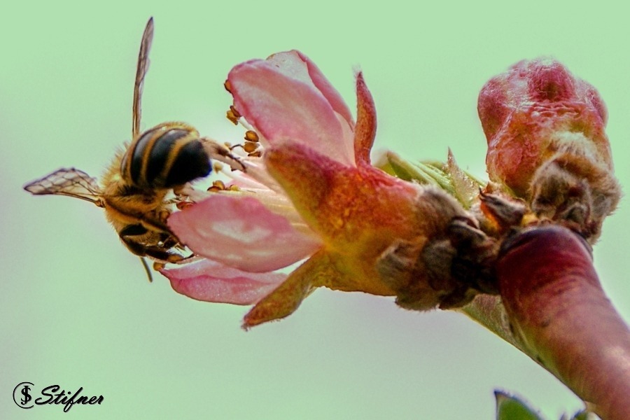 Včela na květu 