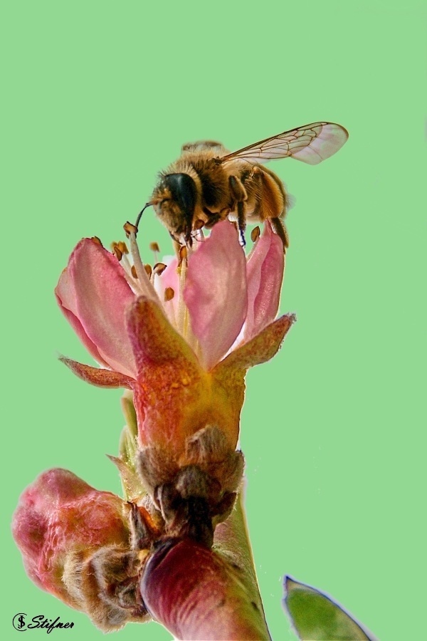 Včela na květu 2