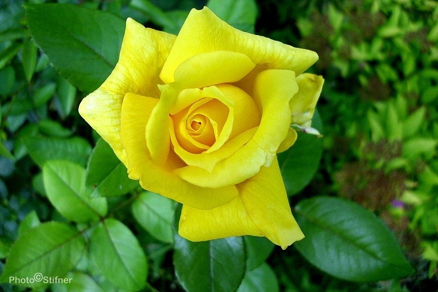 žlutá růže